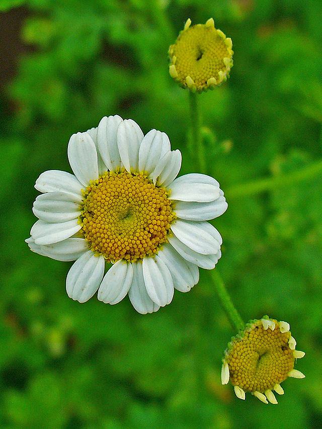 Plantas medicinales