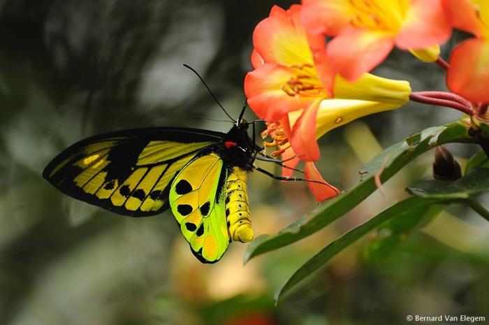 Mariposas