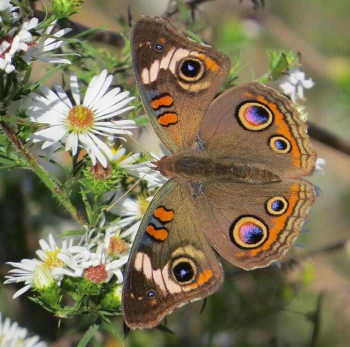 Mariposas