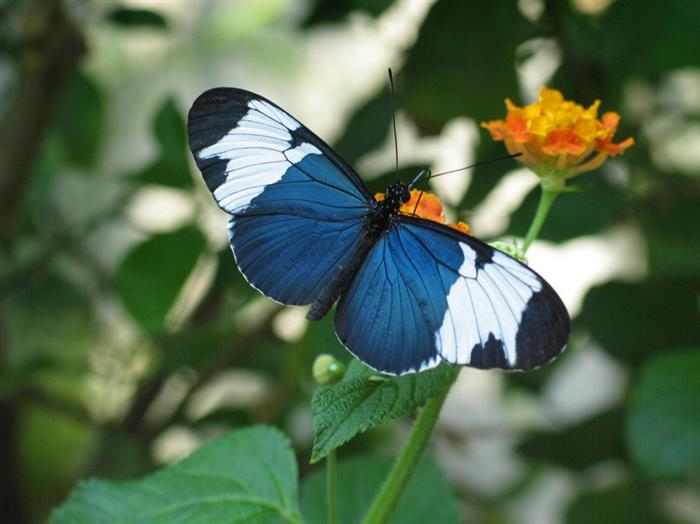 Mariposas