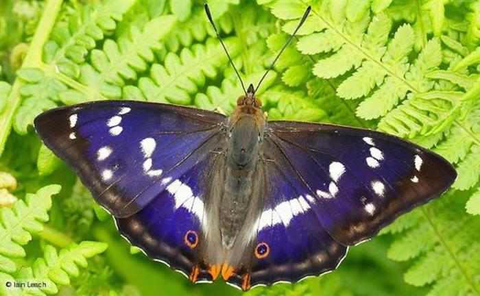 Mariposas