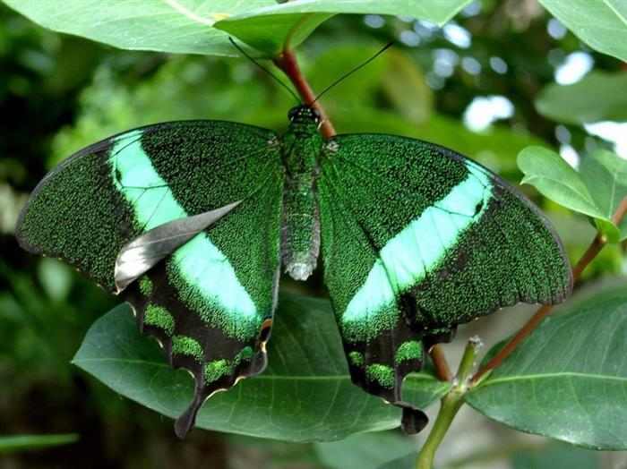 Mariposas