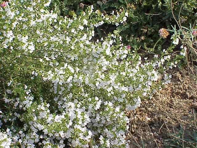 Plantas medicinales