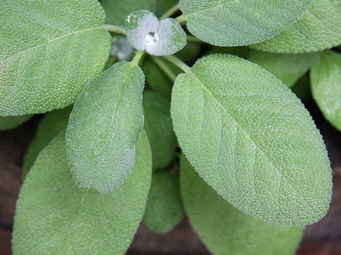 Plantas medicinales