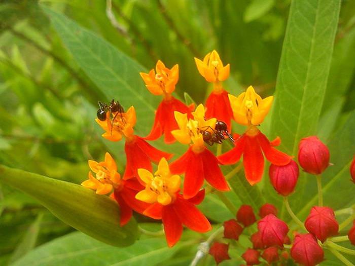 Plantas medicinales