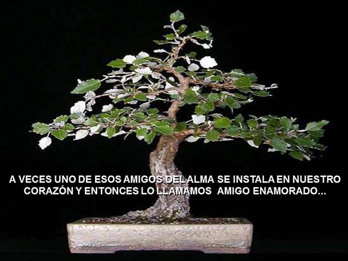 Árbol De La Amistad