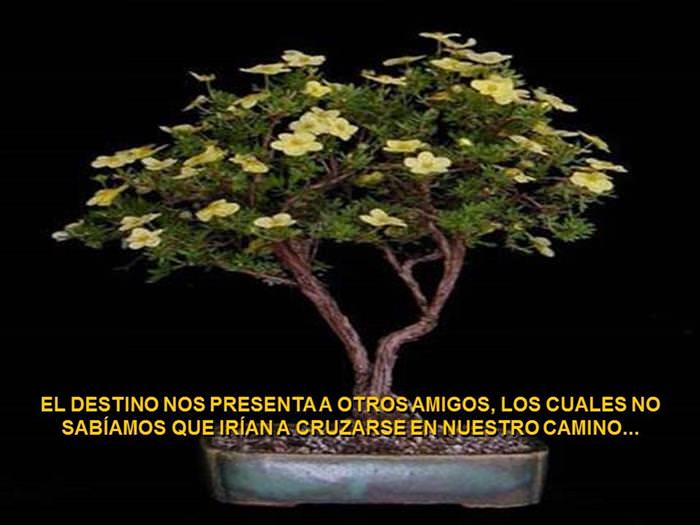 Árbol De La Amistad