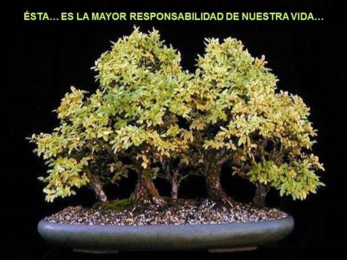 Árbol De La Amistad