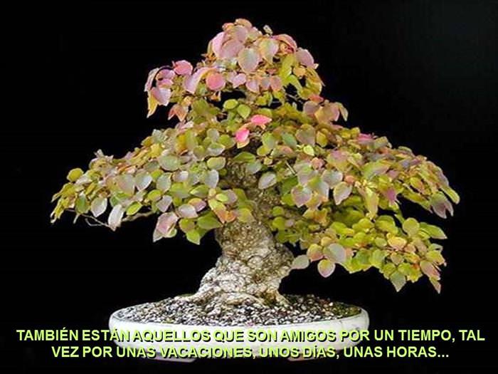 Árbol De La Amistad