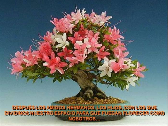 Árbol De La Amistad