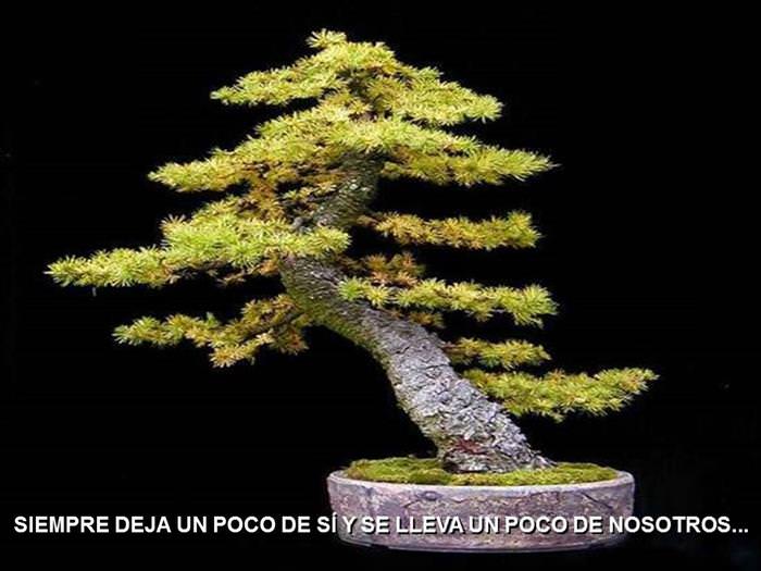 Árbol De La Amistad