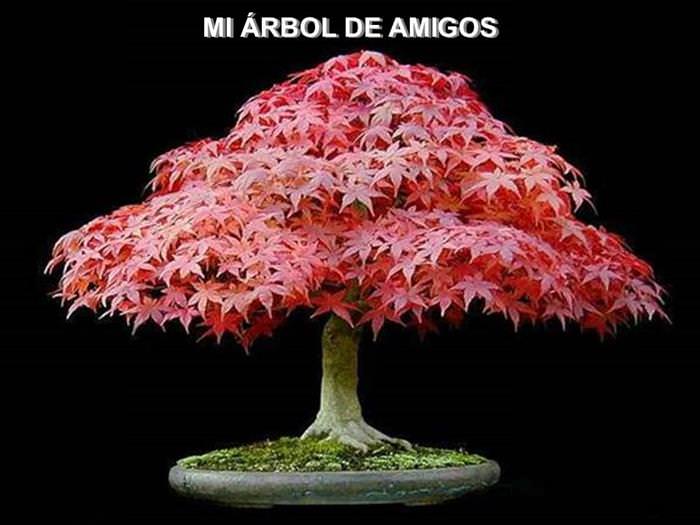 Árbol De La Amistad