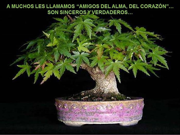 Árbol De La Amistad