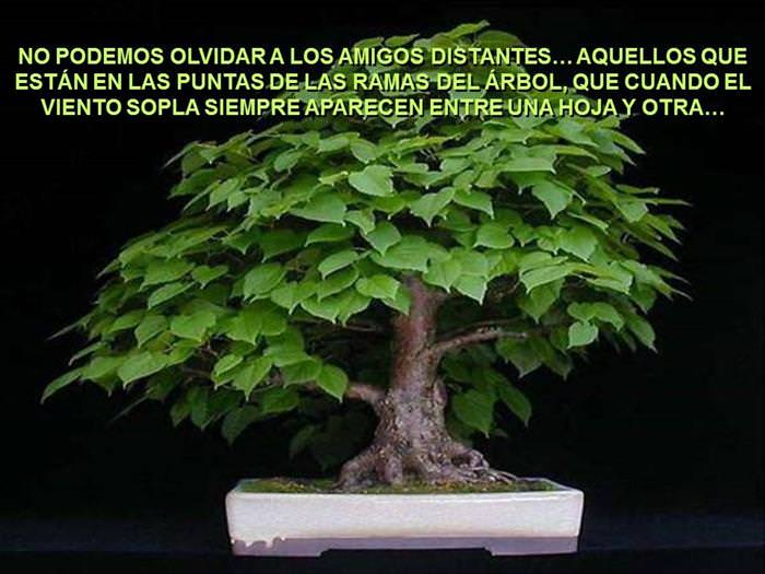 Árbol De La Amistad