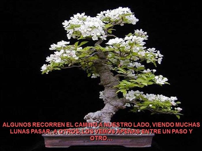 Árbol De La Amistad