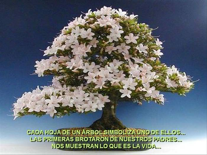 Árbol De La Amistad