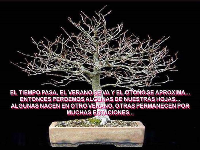 Árbol De La Amistad