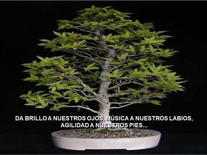 Árbol De La Amistad