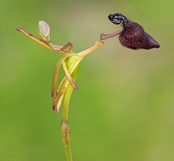 Orquídea