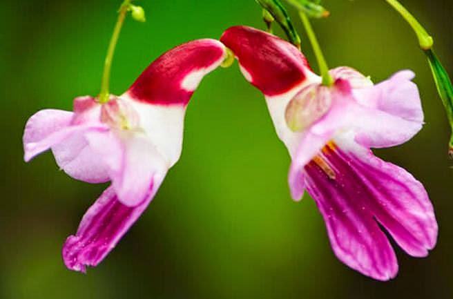 Orquídea