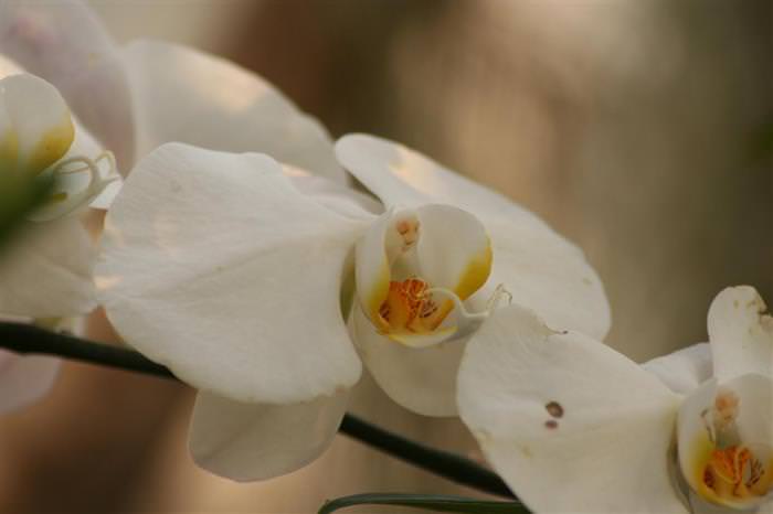 Orquídea