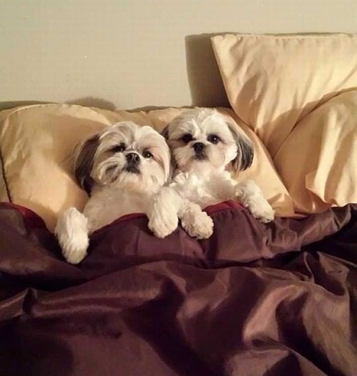 Las Horas De Sueño Son Las Preferidas Por Estos Perros