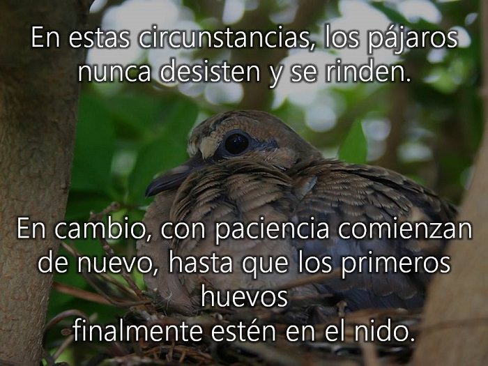 Deberíamos Aprender Esta Lección De Vida De Los Pájaros