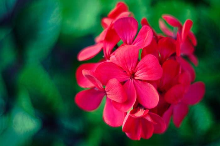 10 Flores y Plantas Que Te Ayudarán a Dormir Mejor