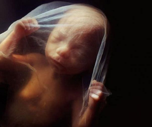 El Hermoso Milagro De La Concepción De La Vida