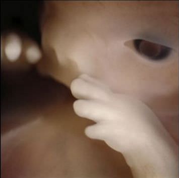 El Hermoso Milagro De La Concepción De La Vida