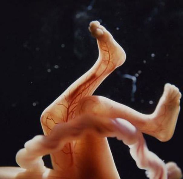 El Hermoso Milagro De La Concepción De La Vida