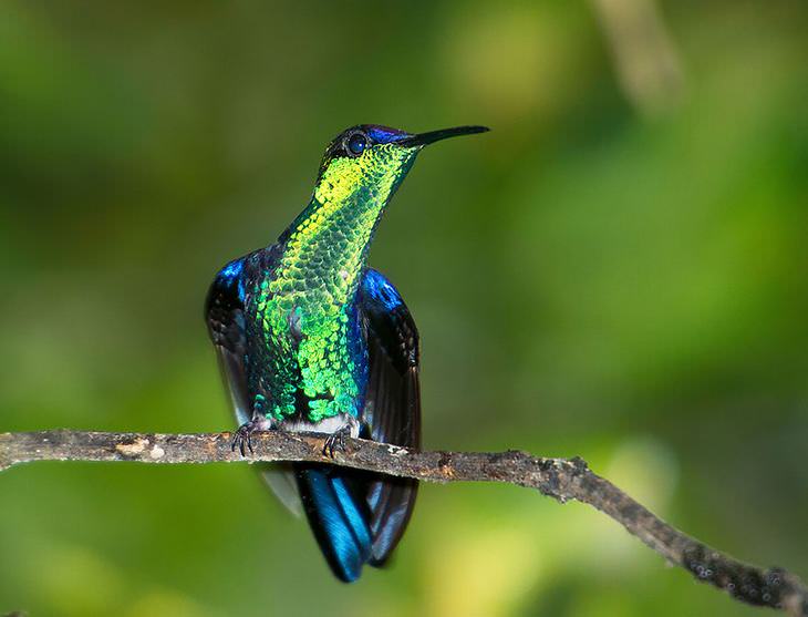 la belleza del colibrí