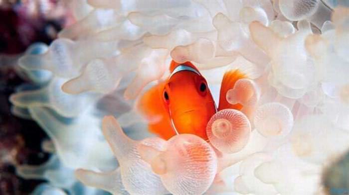 Cute Underwater Creatures