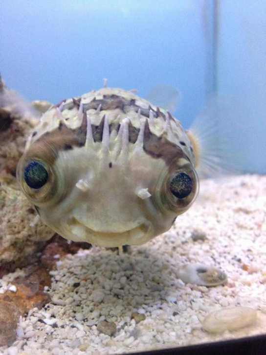 Cute Underwater Creatures