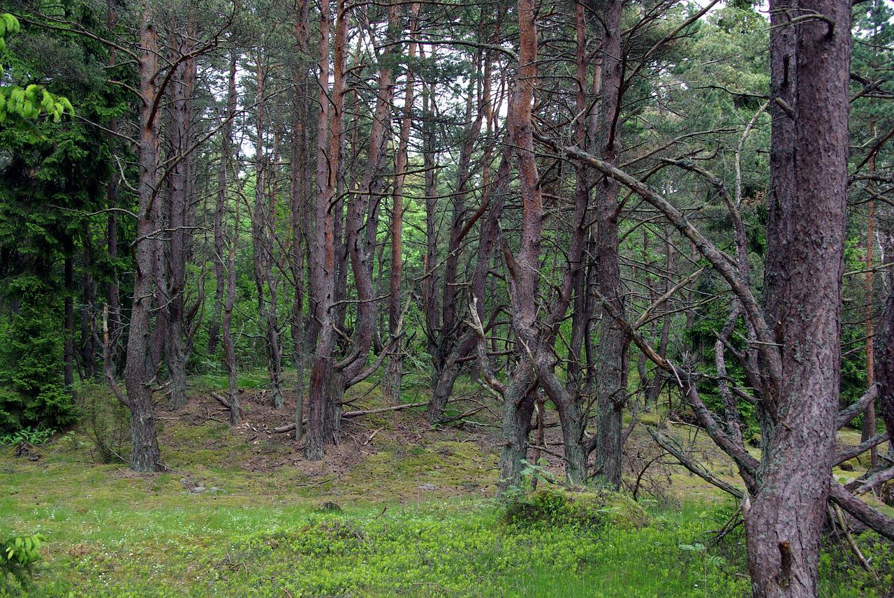 bosques estonios