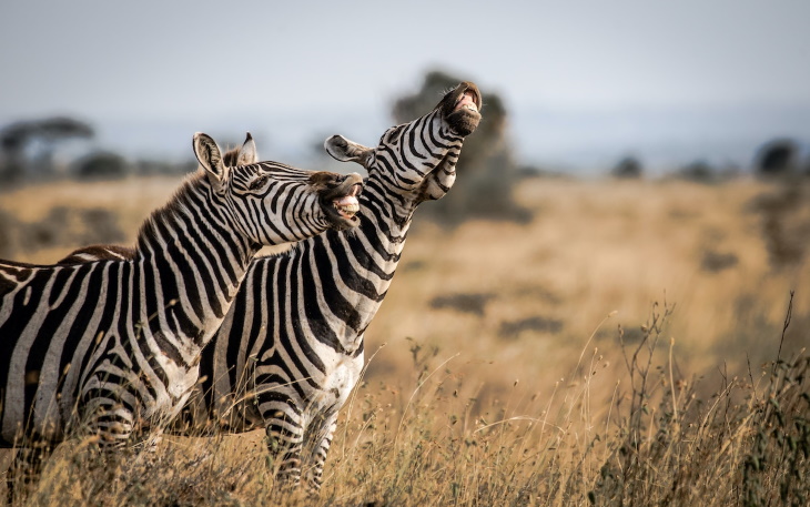  9. "Laughing Stock" de Tanvir Ali - Cebras en el Parque Nacional de Nairobi, Kenia Comedia Wildlife Preview 2020 Tanvir Ali