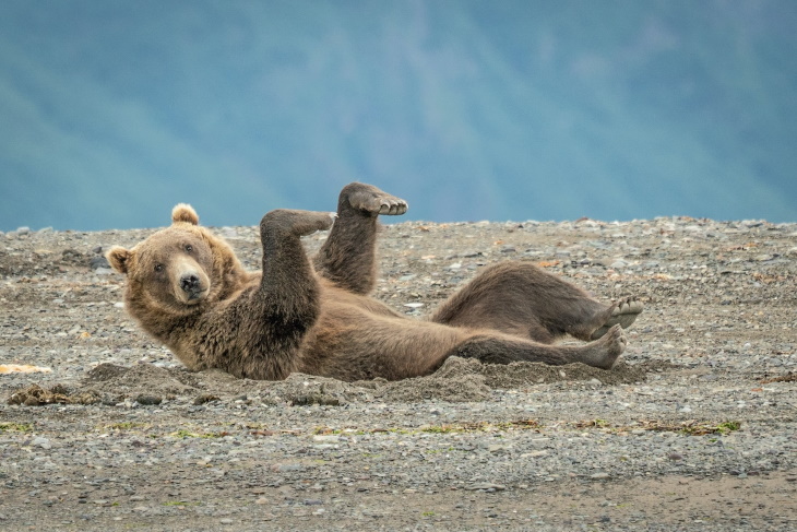 5. "Doing The Sand Dance" de Janet Miles - un oso pardo en Alaska, EE.UU.