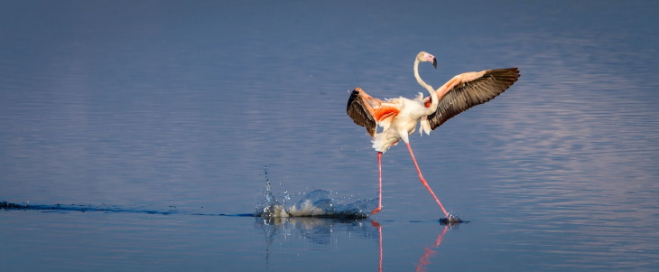 8. "Walk On Water" de Tommy Mees - un flamenco en Serengeti, Tanzania