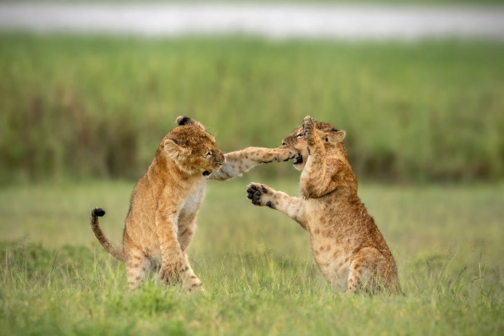6. "Lucha ligera" por Yarin Klein - Cachorros de leones en el cráter de Ngorongoro, Tanzania