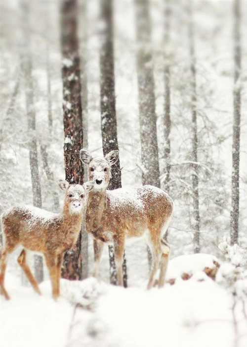 Animales Invernales