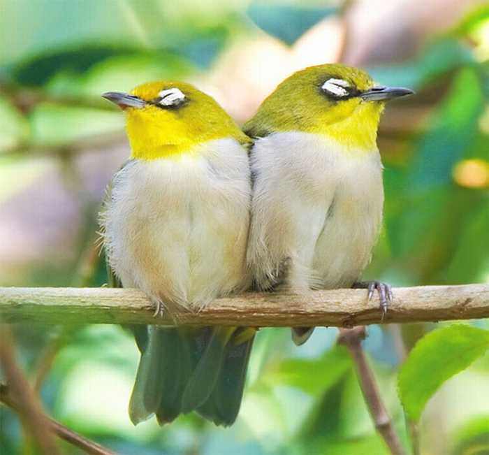 Fotos Pájaros de Taiwán