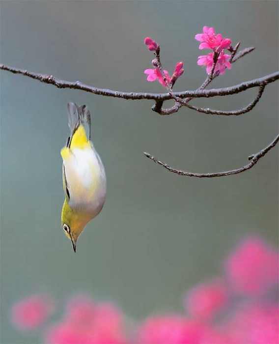 Fotos Pájaros de Taiwán
