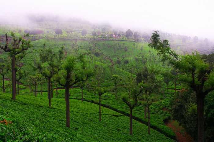 Plantaciones de té