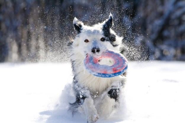 Perros en la nieve
