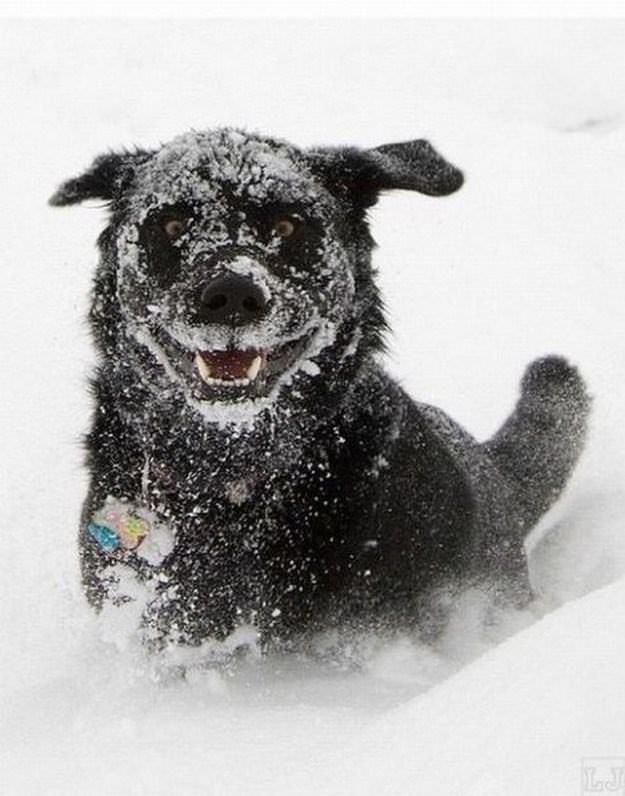 Perros en la nieve