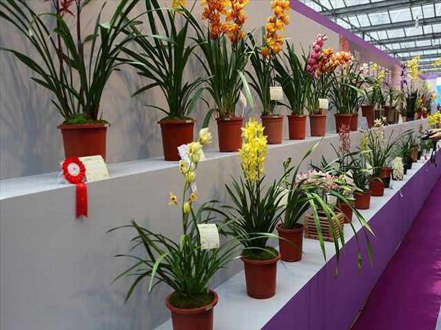 Festival de la Orquídea
