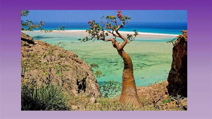 los paisajes más raros del mundo en Socotra