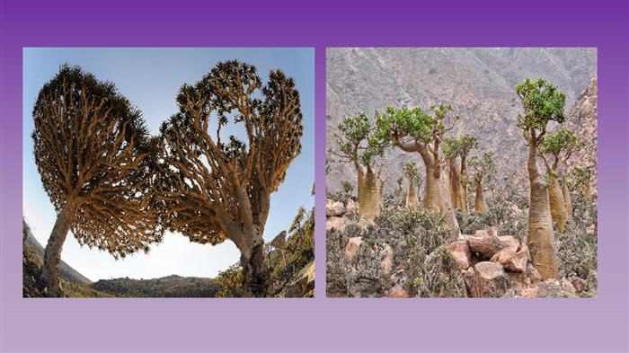 los paisajes más raros del mundo en Socotra