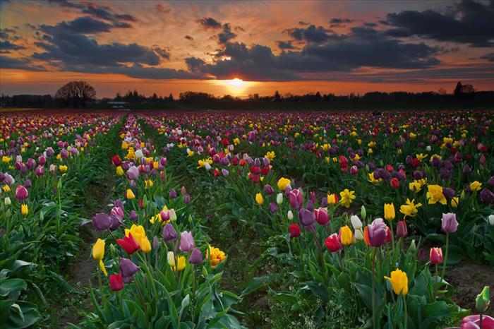 las mejores fotos de los tulipanes más coloridos