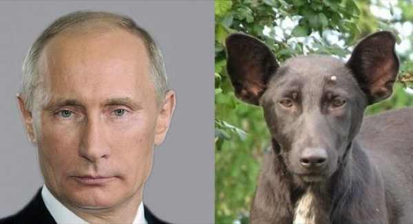 Imágenes de perros parecidos a personas